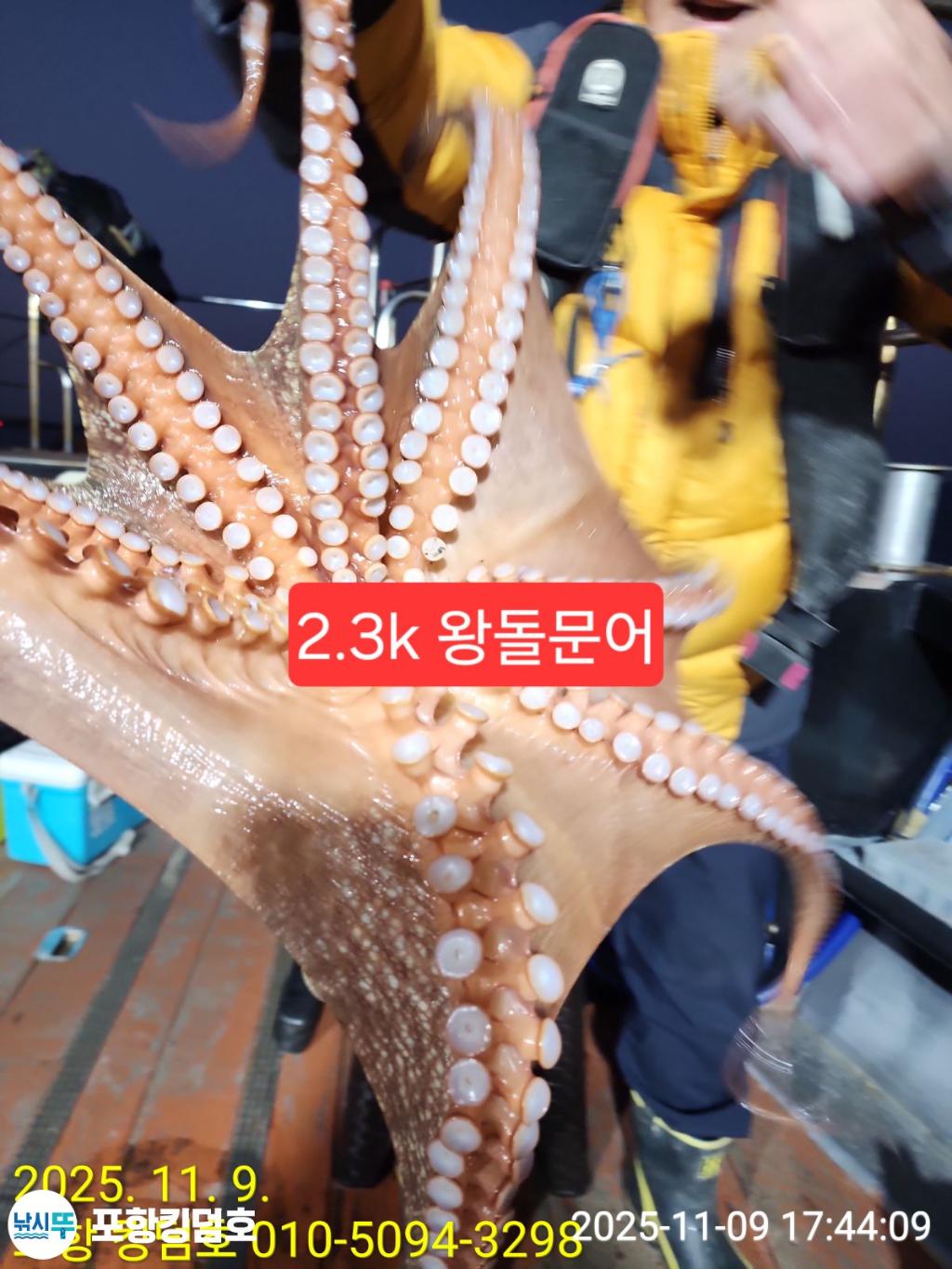 낚시뚜,돌문어,영일만항,포항 킹덤호,낚시뚜15