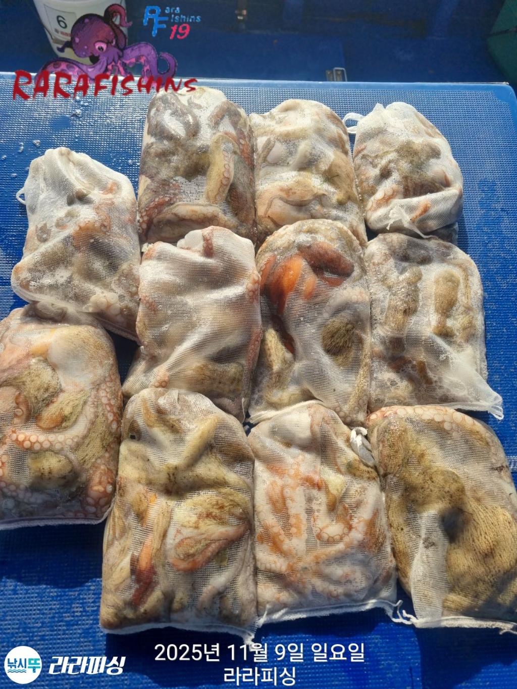 낚시뚜,돌문어,속천항(진해),라라피싱,낚시뚜19