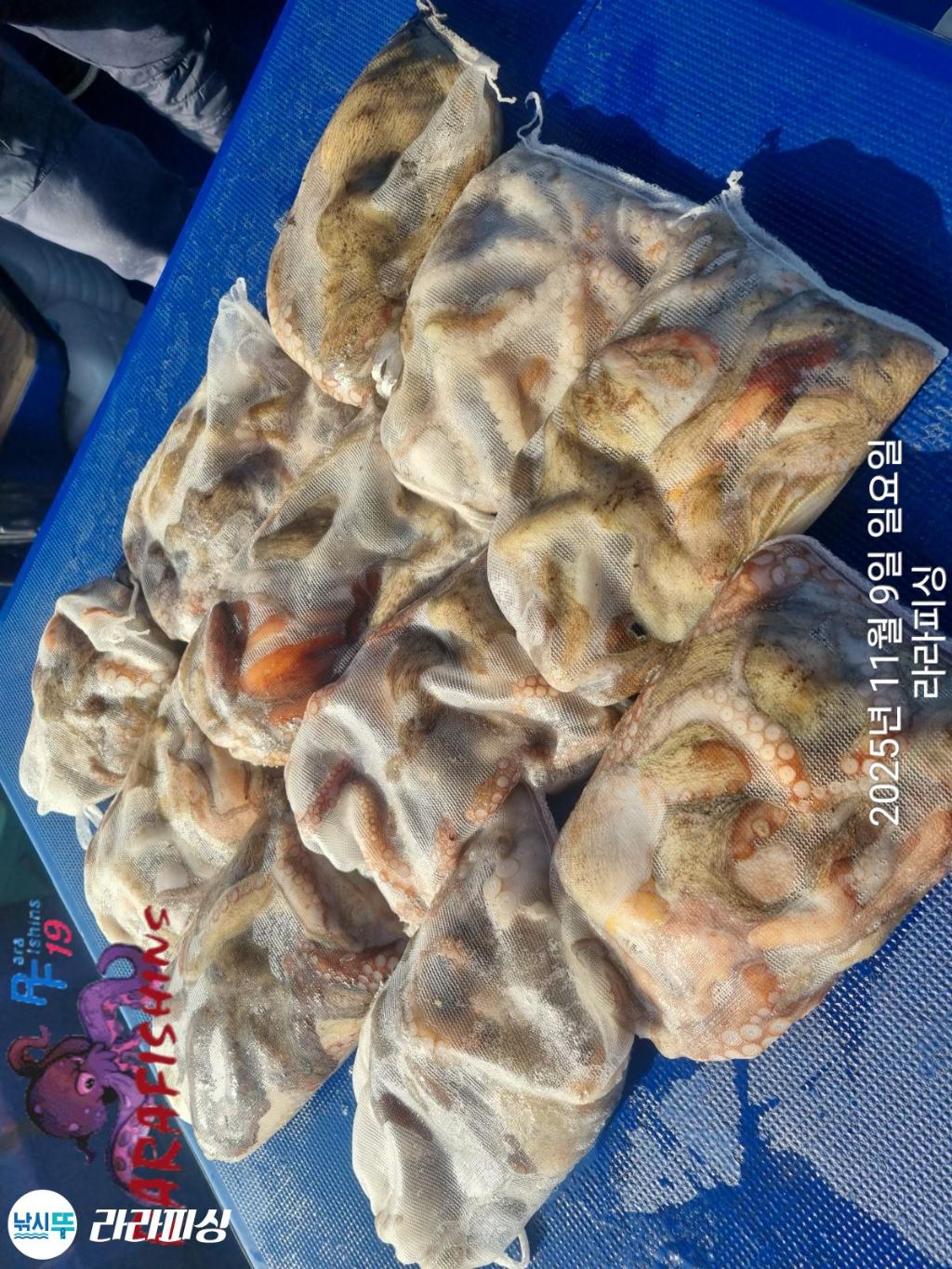 낚시뚜,돌문어,속천항(진해),라라피싱,낚시뚜15