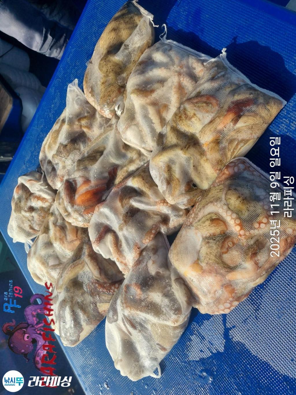 낚시뚜,돌문어,속천항(진해),라라피싱,낚시뚜14