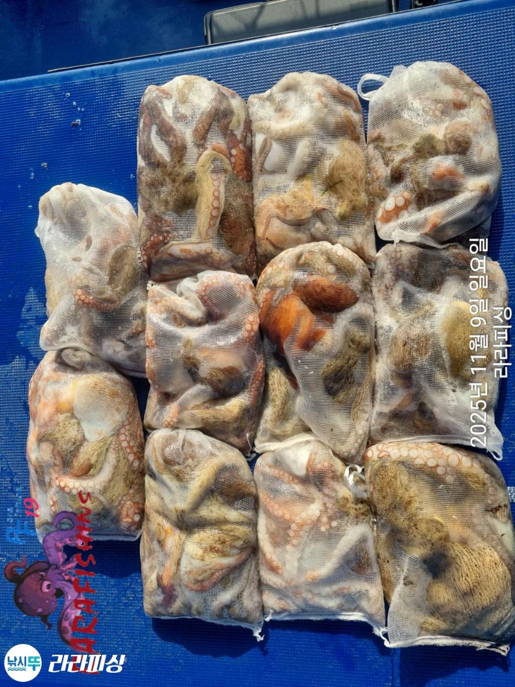 낚시뚜,돌문어,속천항(진해),라라피싱,낚시뚜13