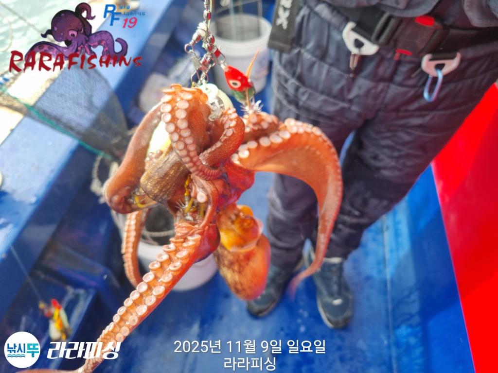 낚시뚜,돌문어,속천항(진해),라라피싱,낚시뚜11