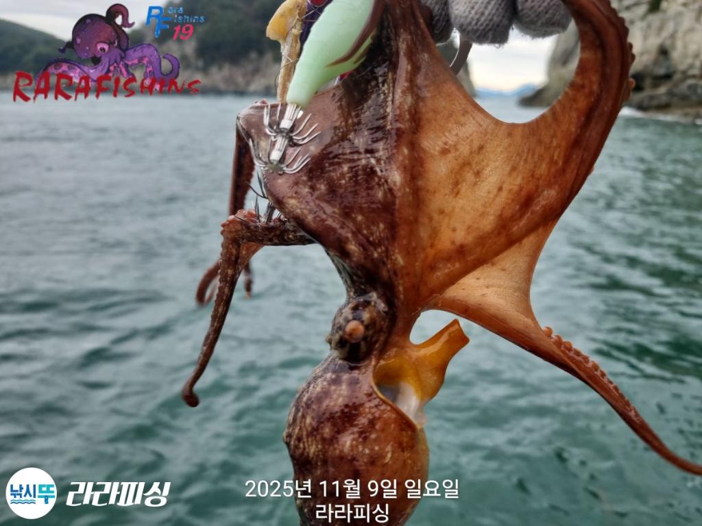 낚시뚜,돌문어,속천항(진해),라라피싱,낚시뚜3