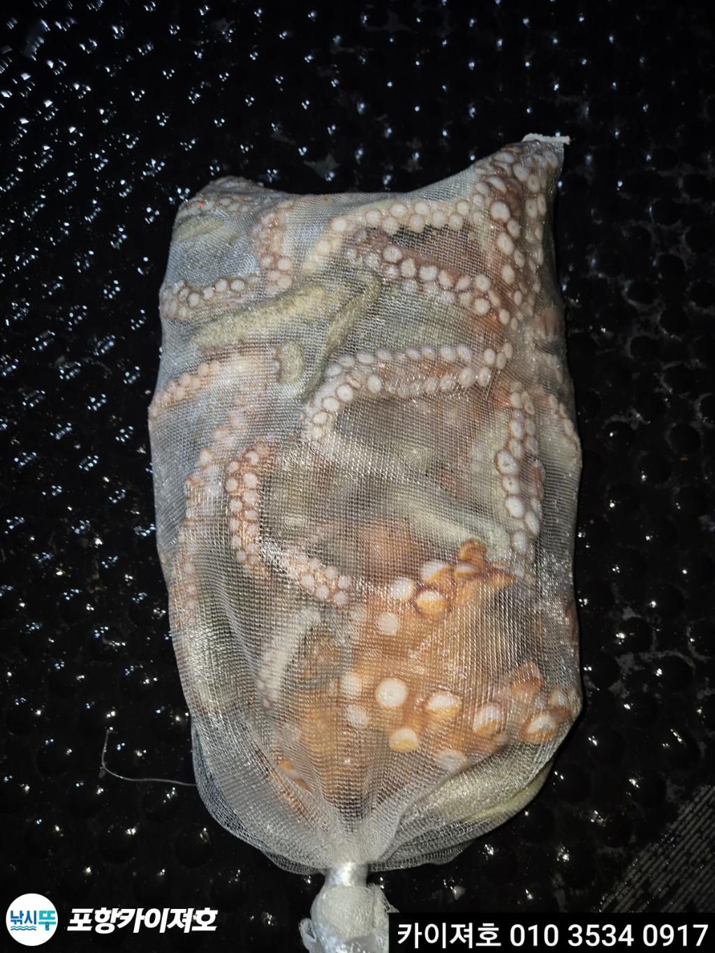 낚시뚜,기타 (직접입력),영일만항,포항카이져호,낚시뚜6