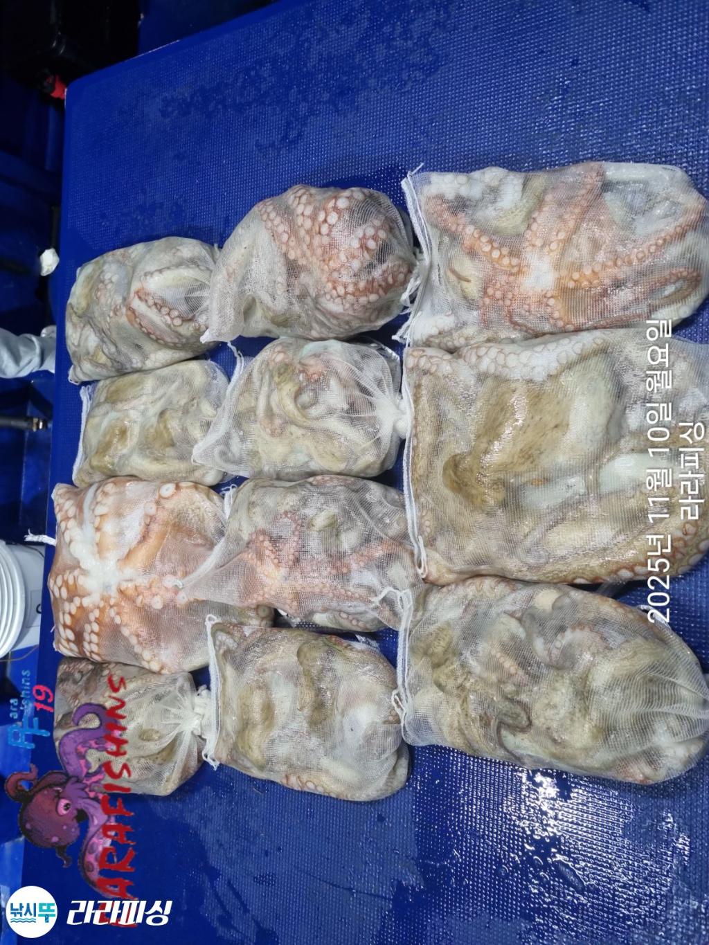 낚시뚜,돌문어,속천항(진해),라라피싱,낚시뚜22