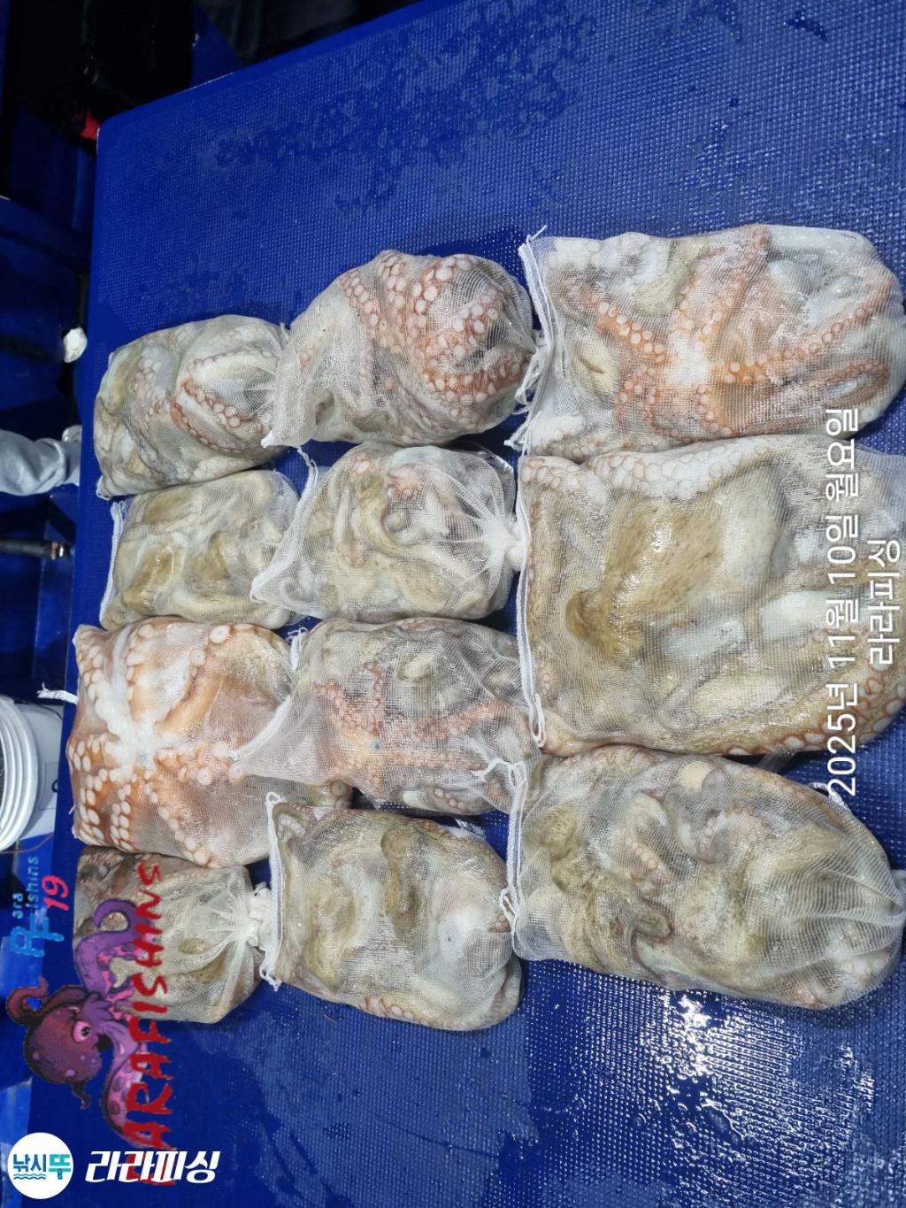 낚시뚜,돌문어,속천항(진해),라라피싱,낚시뚜21