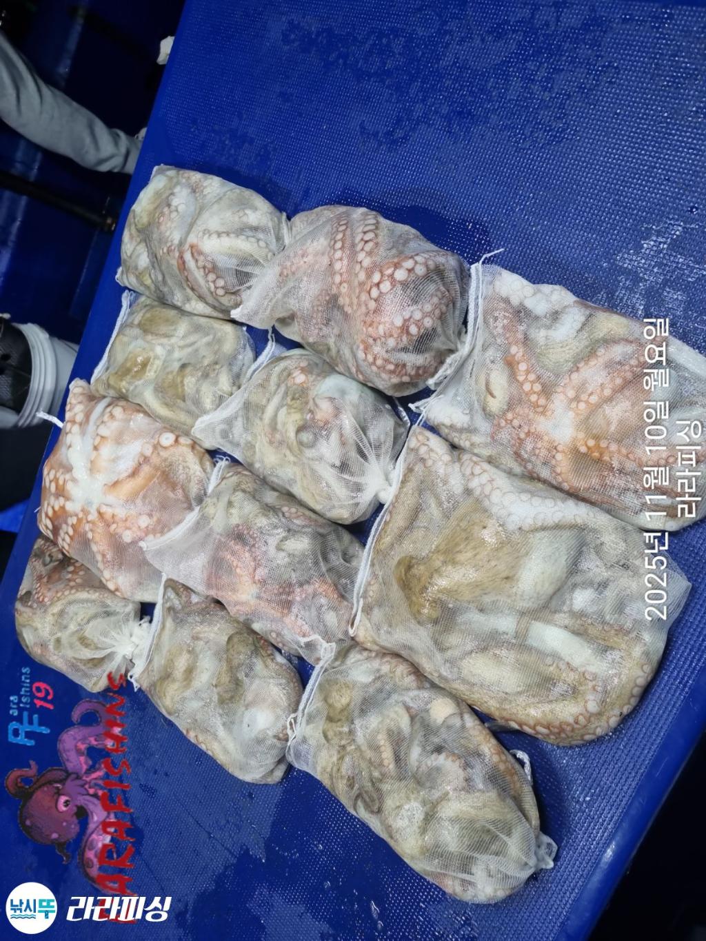 낚시뚜,돌문어,속천항(진해),라라피싱,낚시뚜20