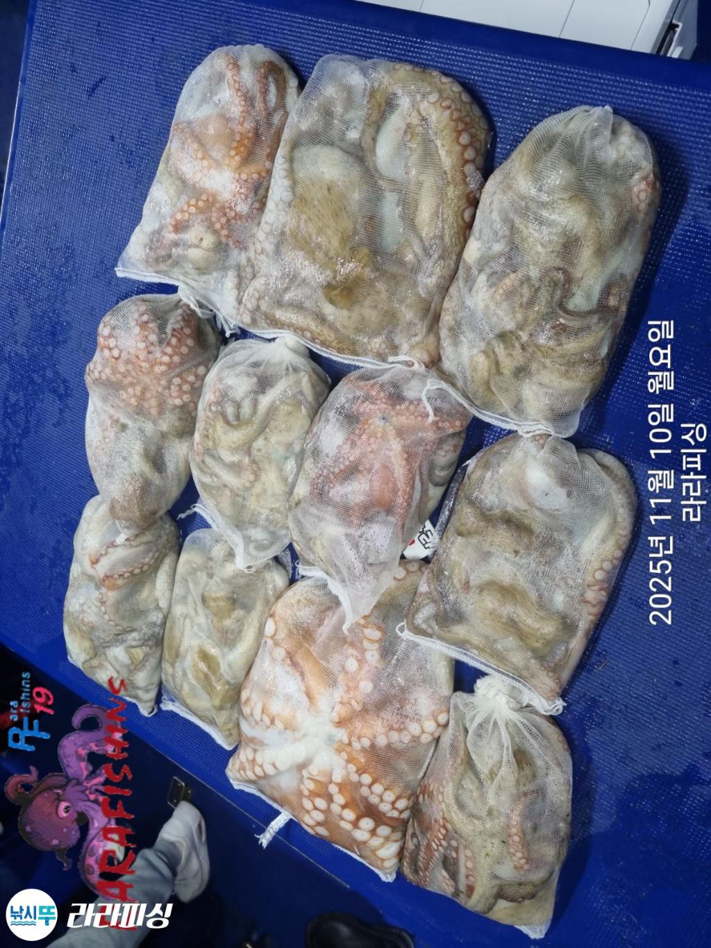 낚시뚜,돌문어,속천항(진해),라라피싱,낚시뚜18