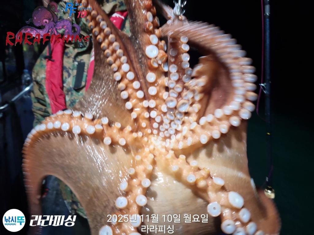 낚시뚜,돌문어,속천항(진해),라라피싱,낚시뚜4