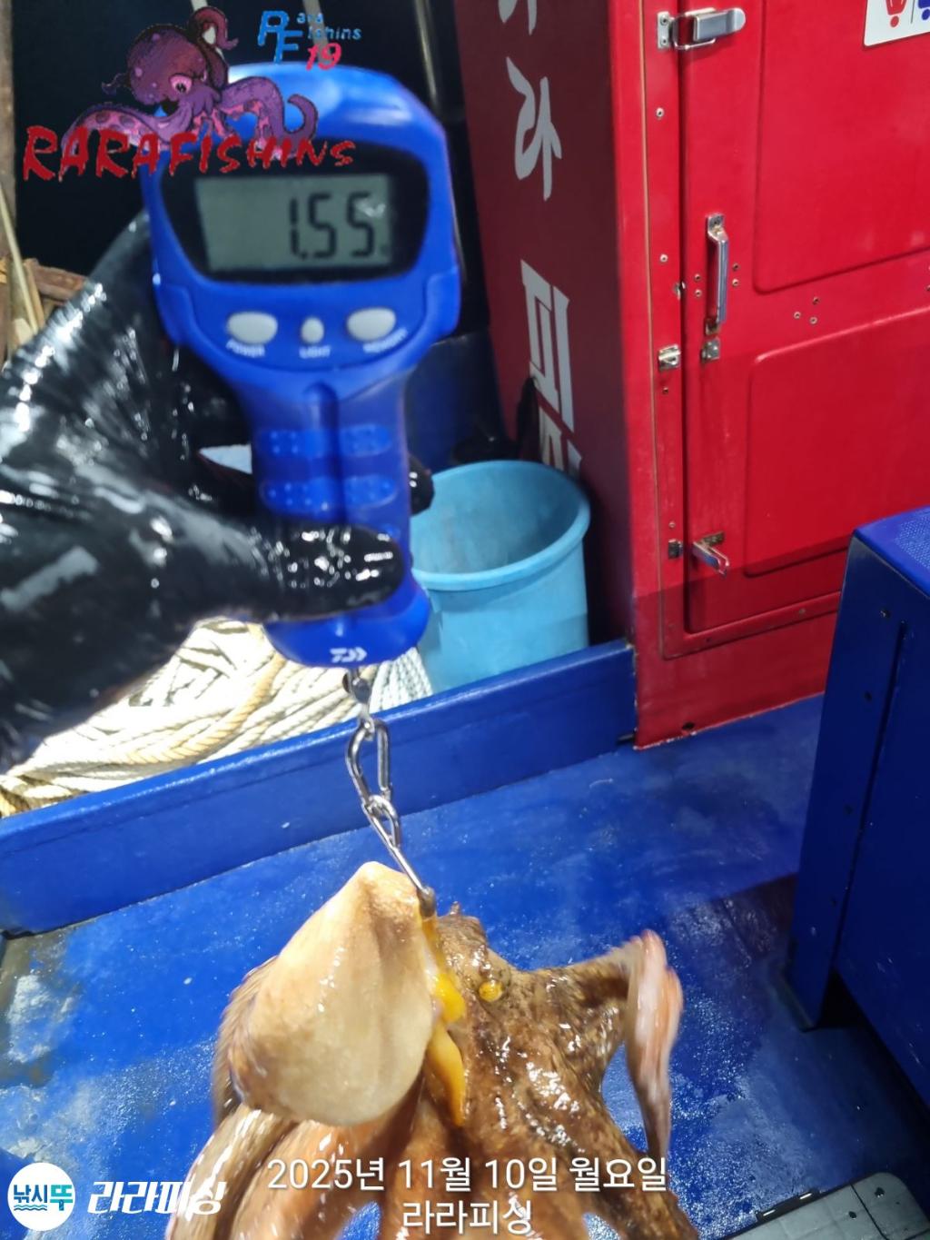 낚시뚜,돌문어,속천항(진해),라라피싱,낚시뚜3