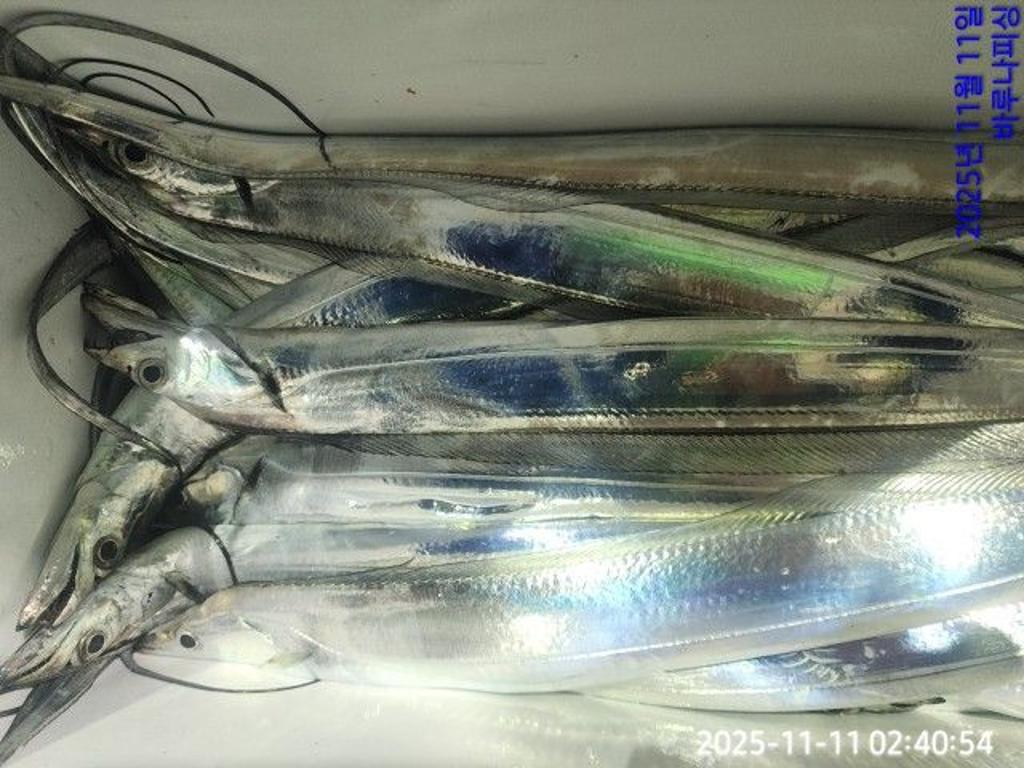 낚시뚜,갈치,속천항(진해),바루나피싱,낚시뚜14