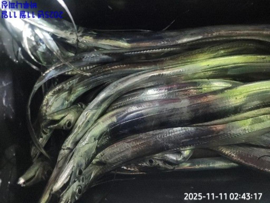 낚시뚜,갈치,속천항(진해),바루나피싱,낚시뚜11