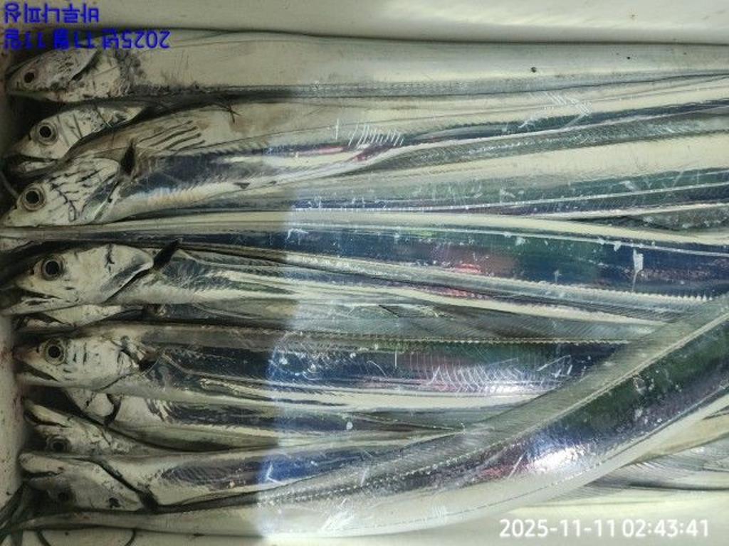 낚시뚜,갈치,속천항(진해),바루나피싱,낚시뚜10