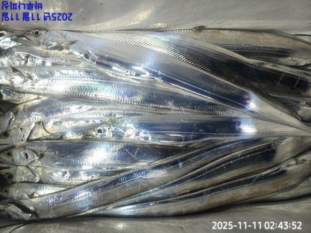 낚시뚜,갈치,속천항(진해),바루나피싱,낚시뚜9