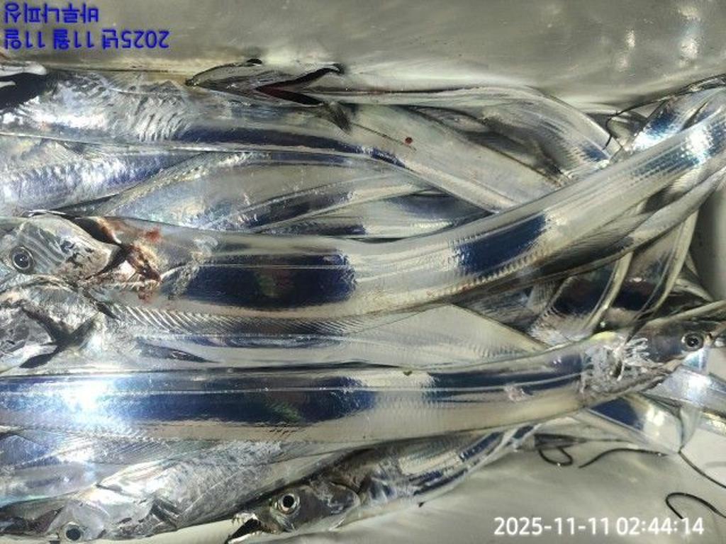 낚시뚜,갈치,속천항(진해),바루나피싱,낚시뚜7