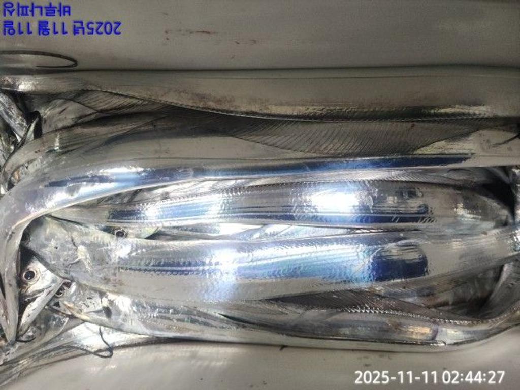 낚시뚜,갈치,속천항(진해),바루나피싱,낚시뚜6