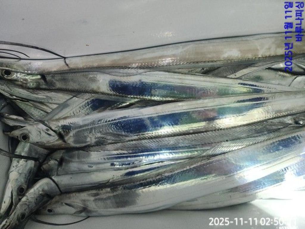 낚시뚜,갈치,속천항(진해),바루나피싱,낚시뚜5