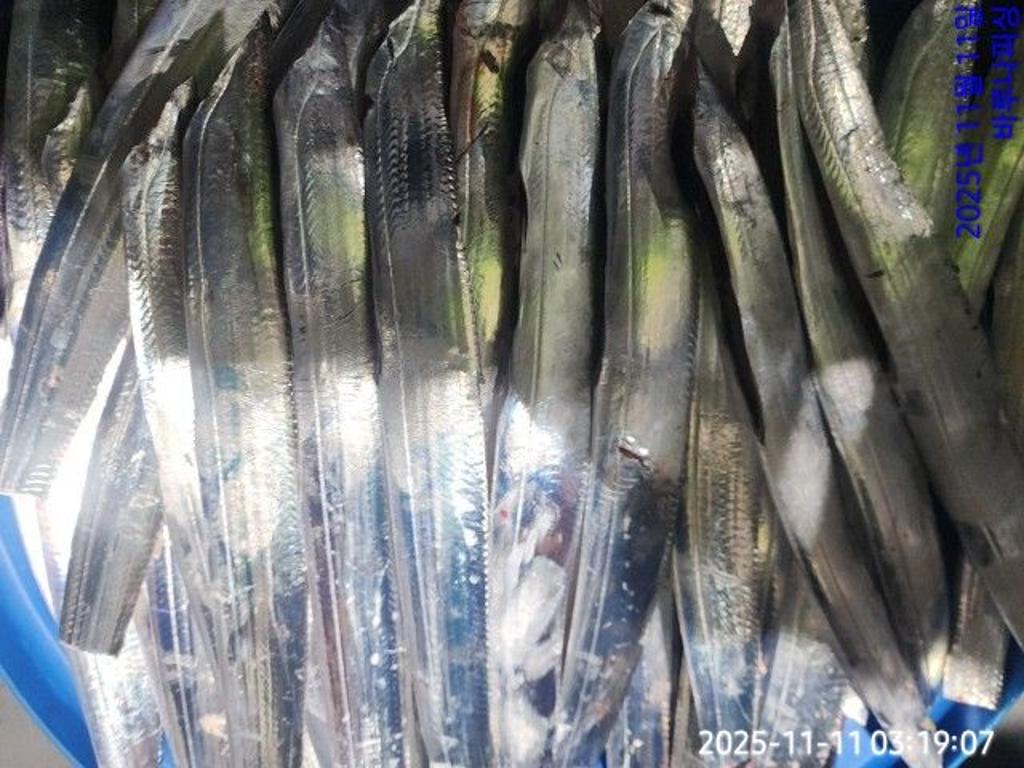 낚시뚜,갈치,속천항(진해),바루나피싱,낚시뚜4