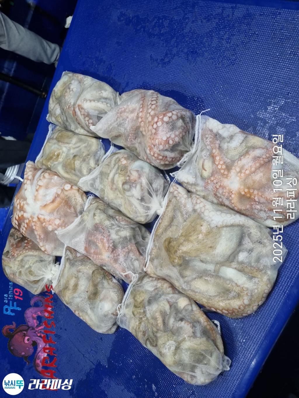 낚시뚜,돌문어,속천항(진해),라라피싱,낚시뚜17