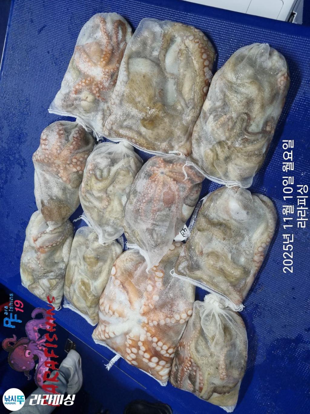 낚시뚜,돌문어,속천항(진해),라라피싱,낚시뚜15