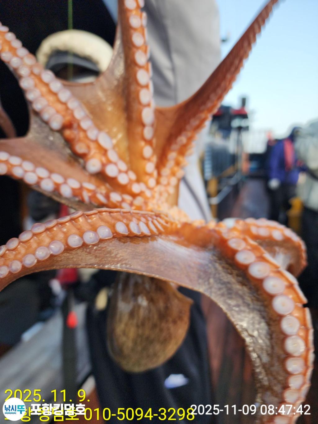 낚시뚜,돌문어,영일만항,포항 킹덤호,낚시뚜0