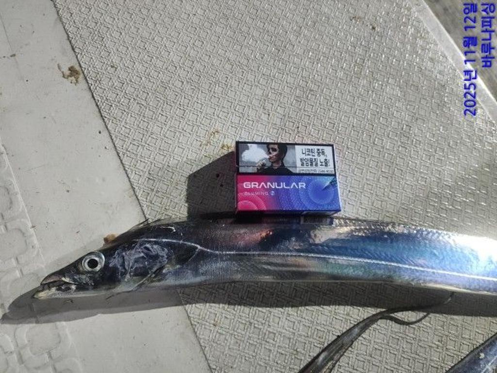 낚시뚜,갈치,속천항(진해),바루나피싱,낚시뚜16