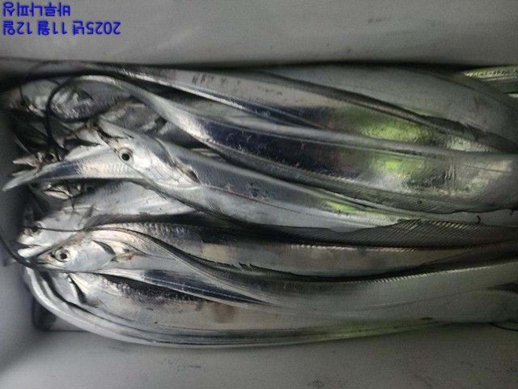 낚시뚜,갈치,속천항(진해),바루나피싱,낚시뚜15