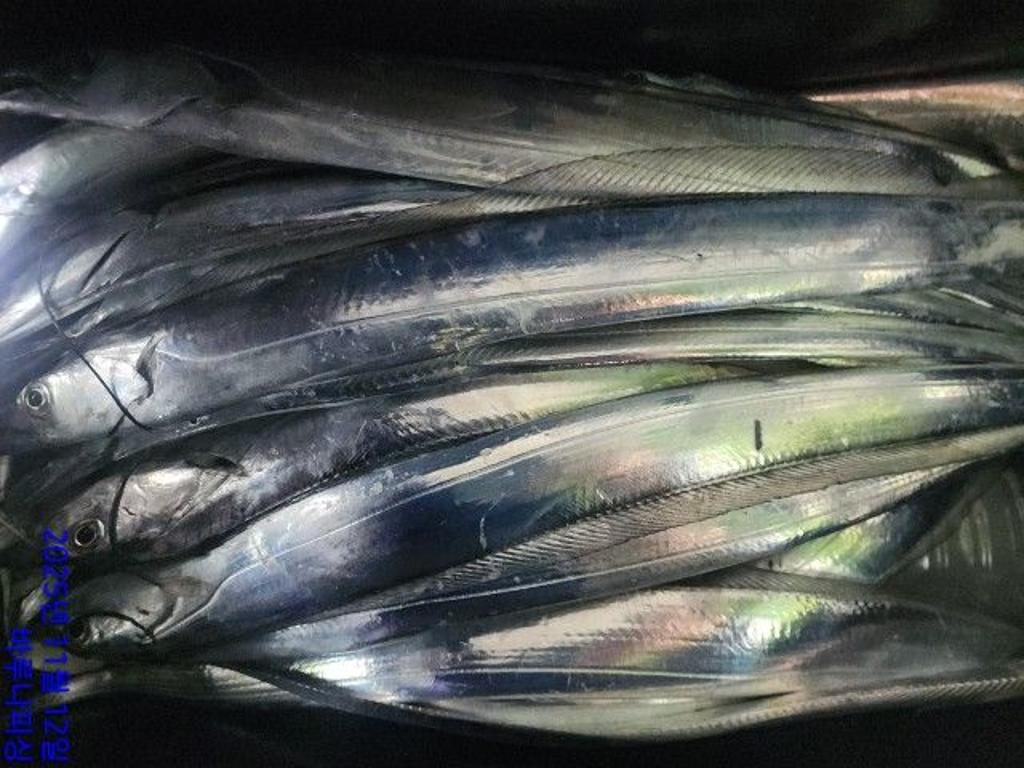 낚시뚜,갈치,속천항(진해),바루나피싱,낚시뚜13