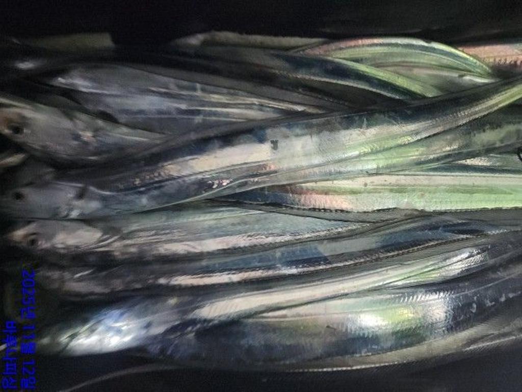 낚시뚜,갈치,속천항(진해),바루나피싱,낚시뚜12