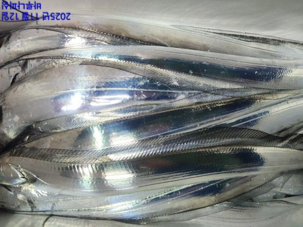 낚시뚜,갈치,속천항(진해),바루나피싱,낚시뚜11