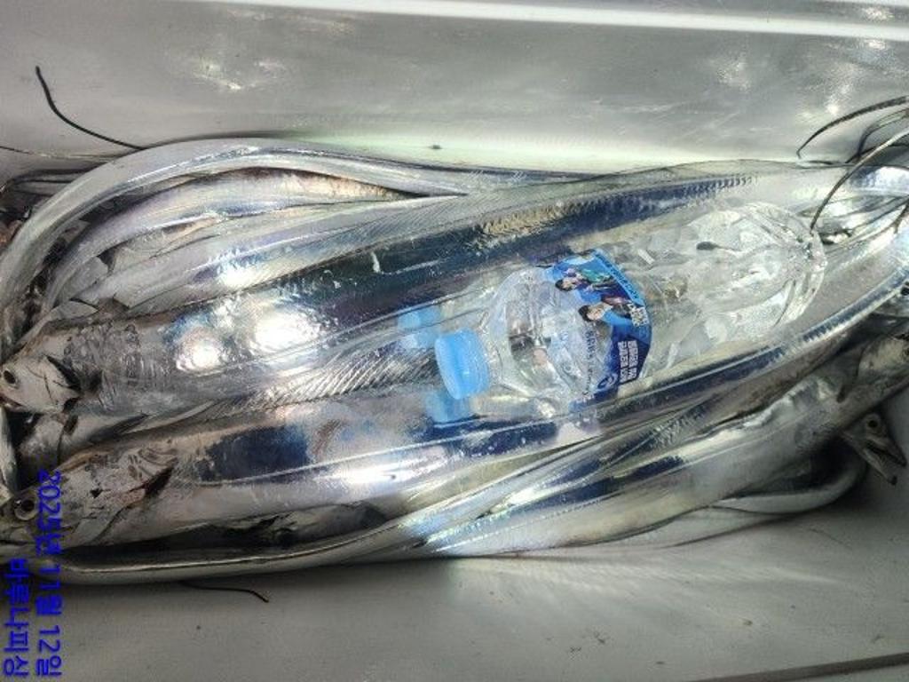 낚시뚜,갈치,속천항(진해),바루나피싱,낚시뚜9