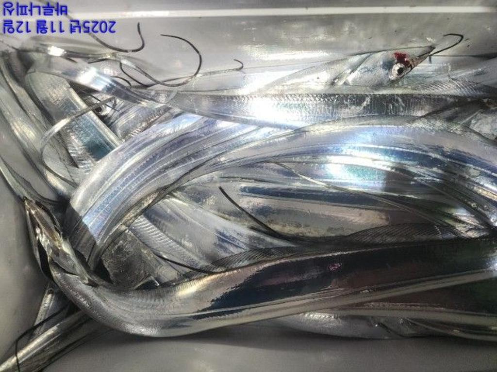 낚시뚜,갈치,속천항(진해),바루나피싱,낚시뚜3