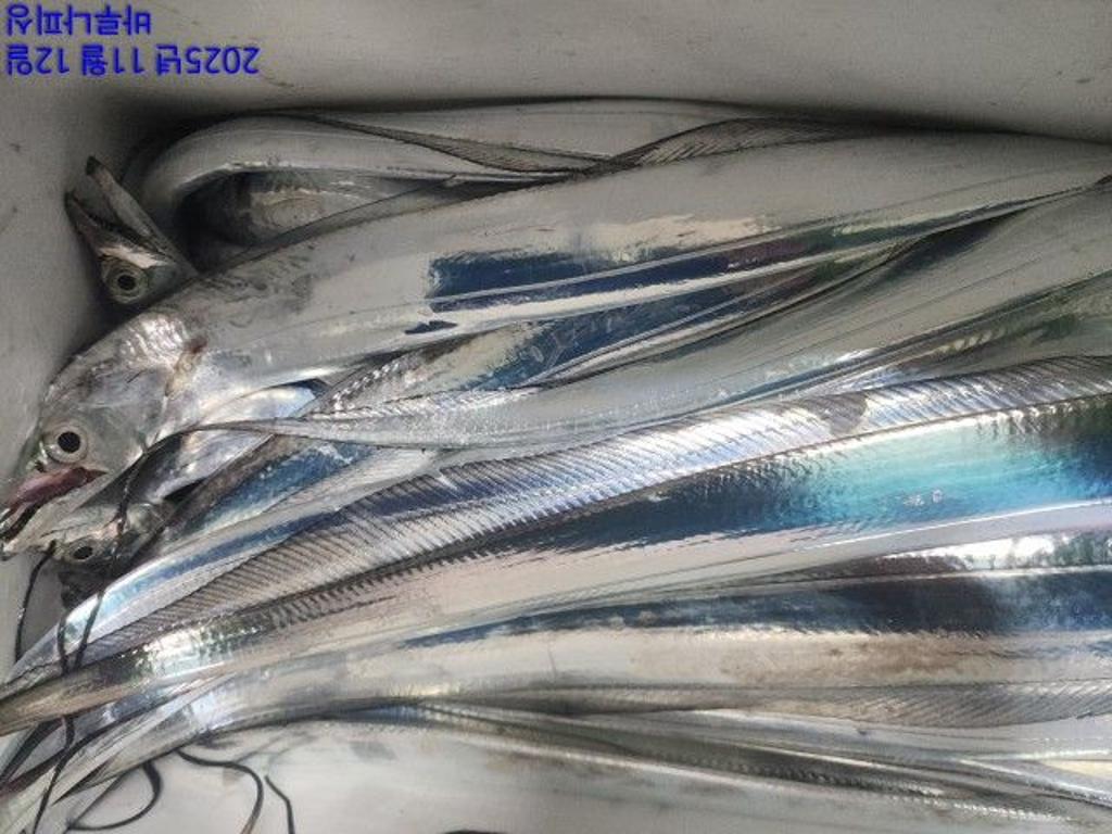 낚시뚜,갈치,속천항(진해),바루나피싱,낚시뚜2