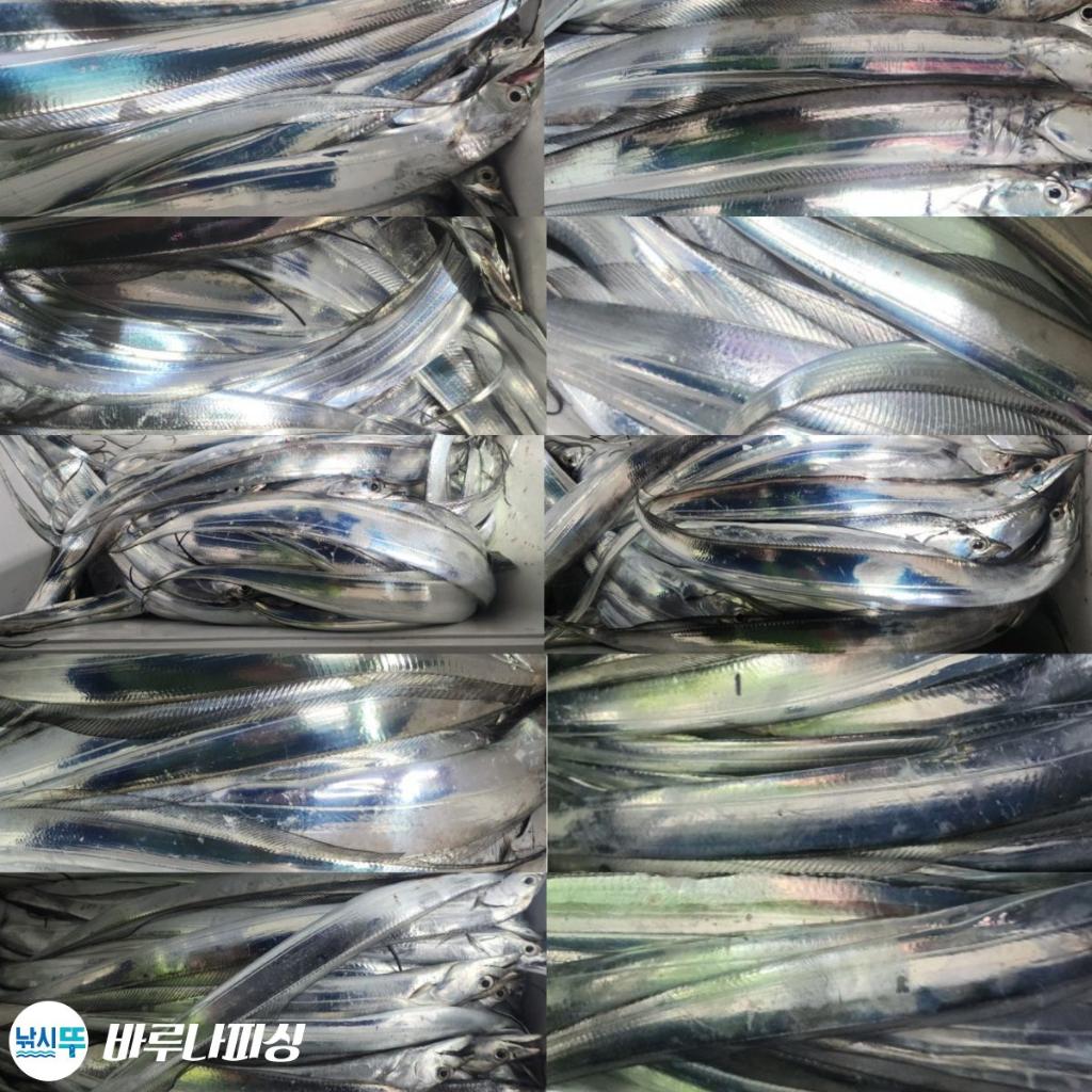 낚시뚜,갈치,속천항(진해),바루나피싱,낚시뚜1