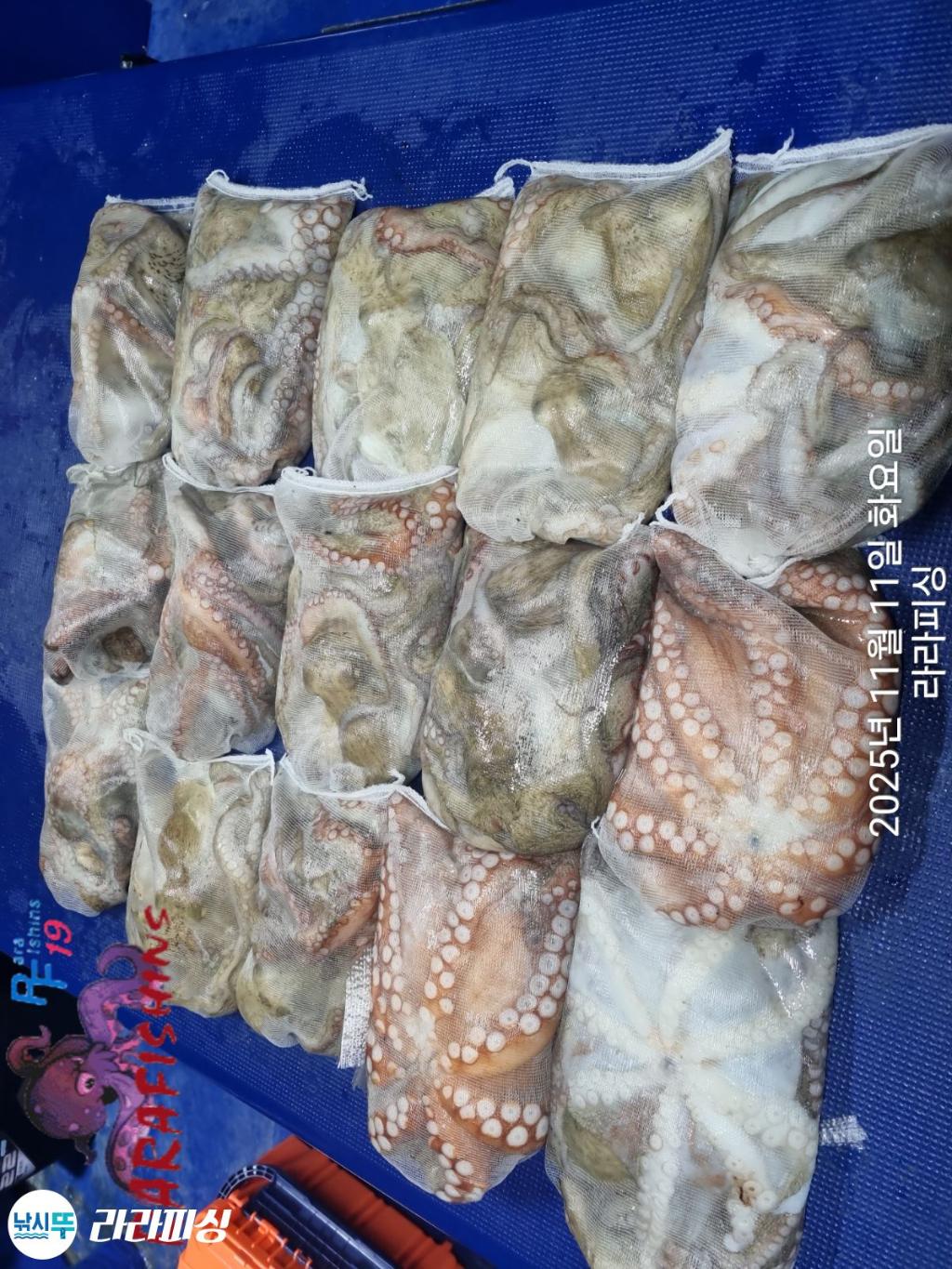 낚시뚜,돌문어,속천항(진해),라라피싱,낚시뚜24