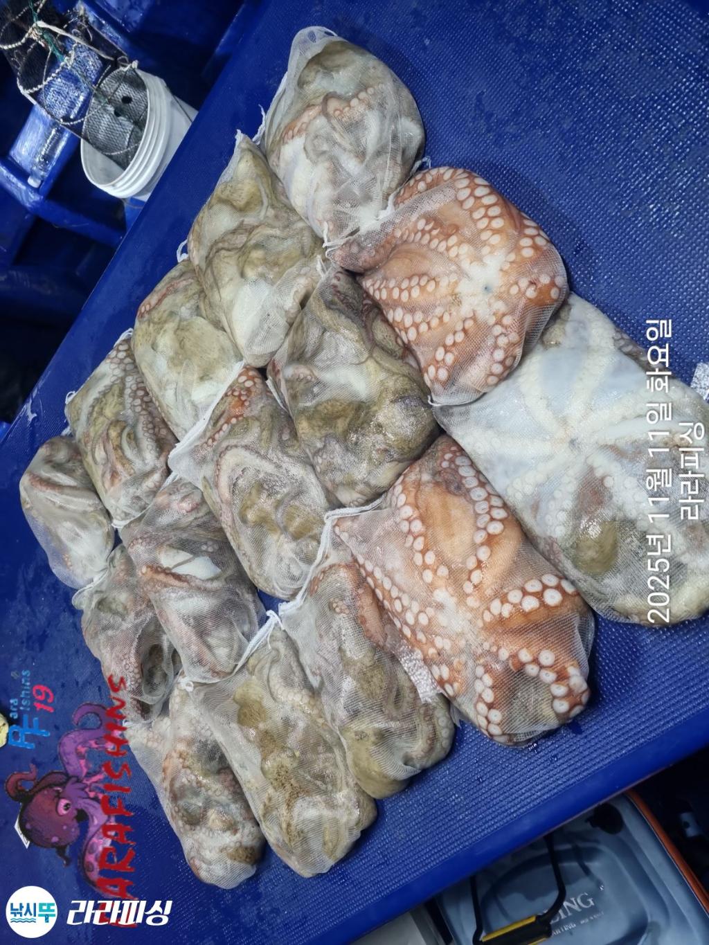 낚시뚜,돌문어,속천항(진해),라라피싱,낚시뚜22