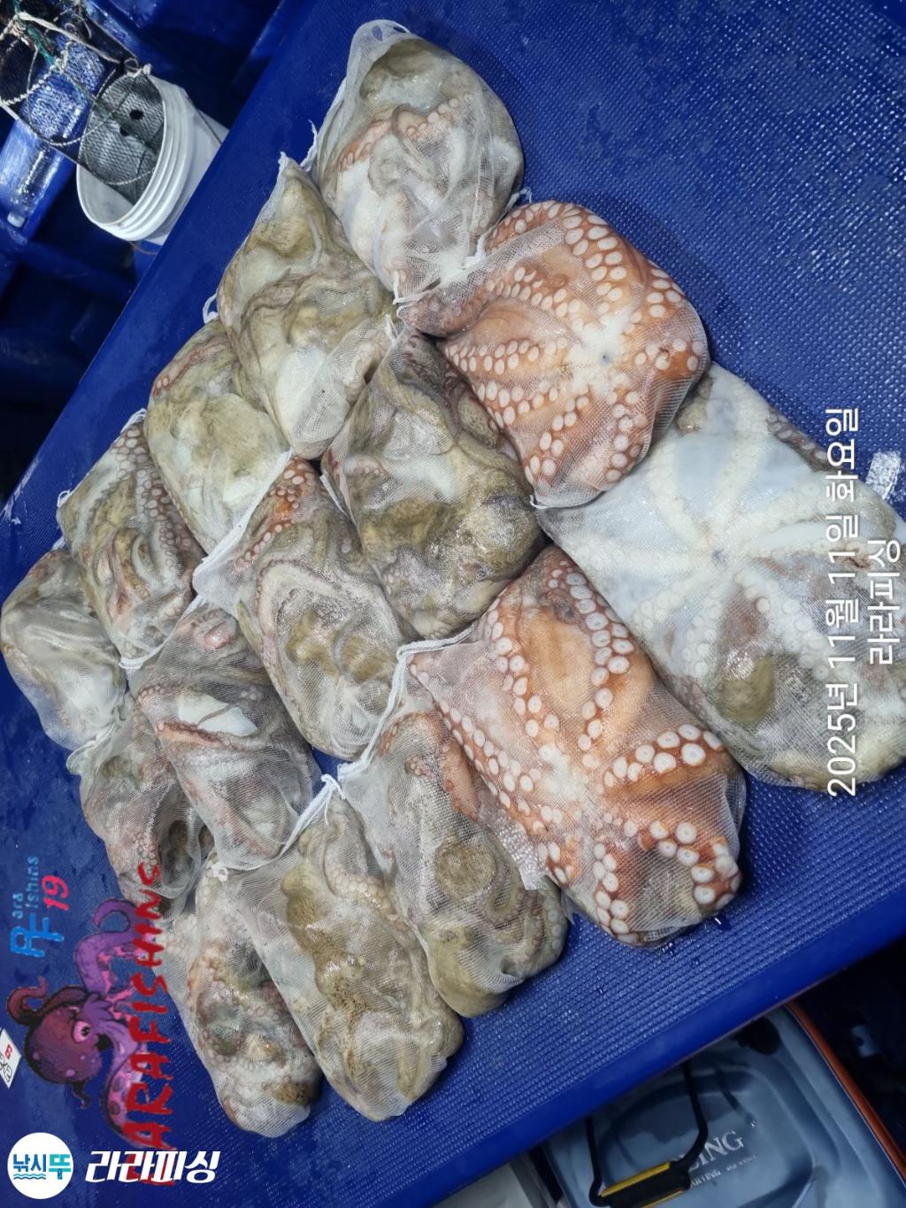 낚시뚜,돌문어,속천항(진해),라라피싱,낚시뚜21