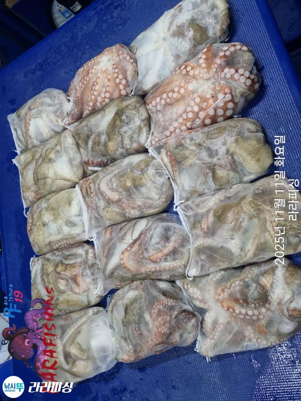 낚시뚜,돌문어,속천항(진해),라라피싱,낚시뚜20