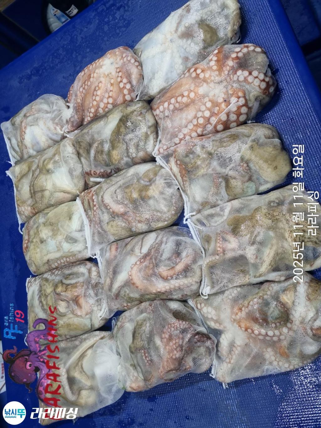 낚시뚜,돌문어,속천항(진해),라라피싱,낚시뚜19