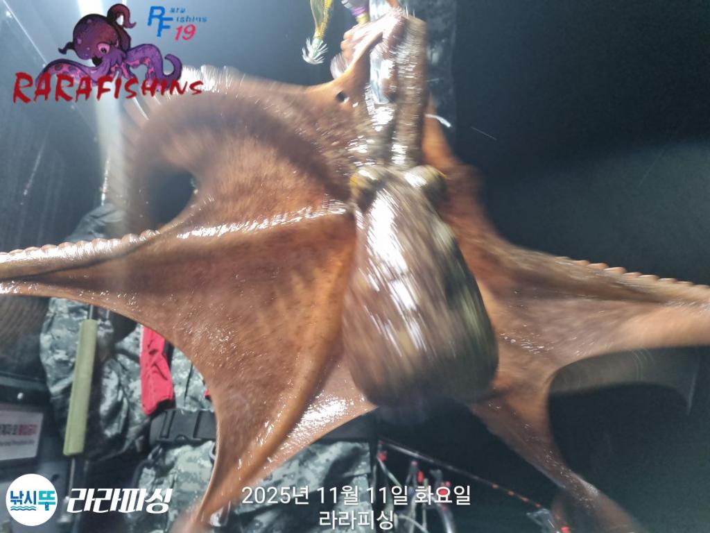 낚시뚜,돌문어,속천항(진해),라라피싱,낚시뚜6