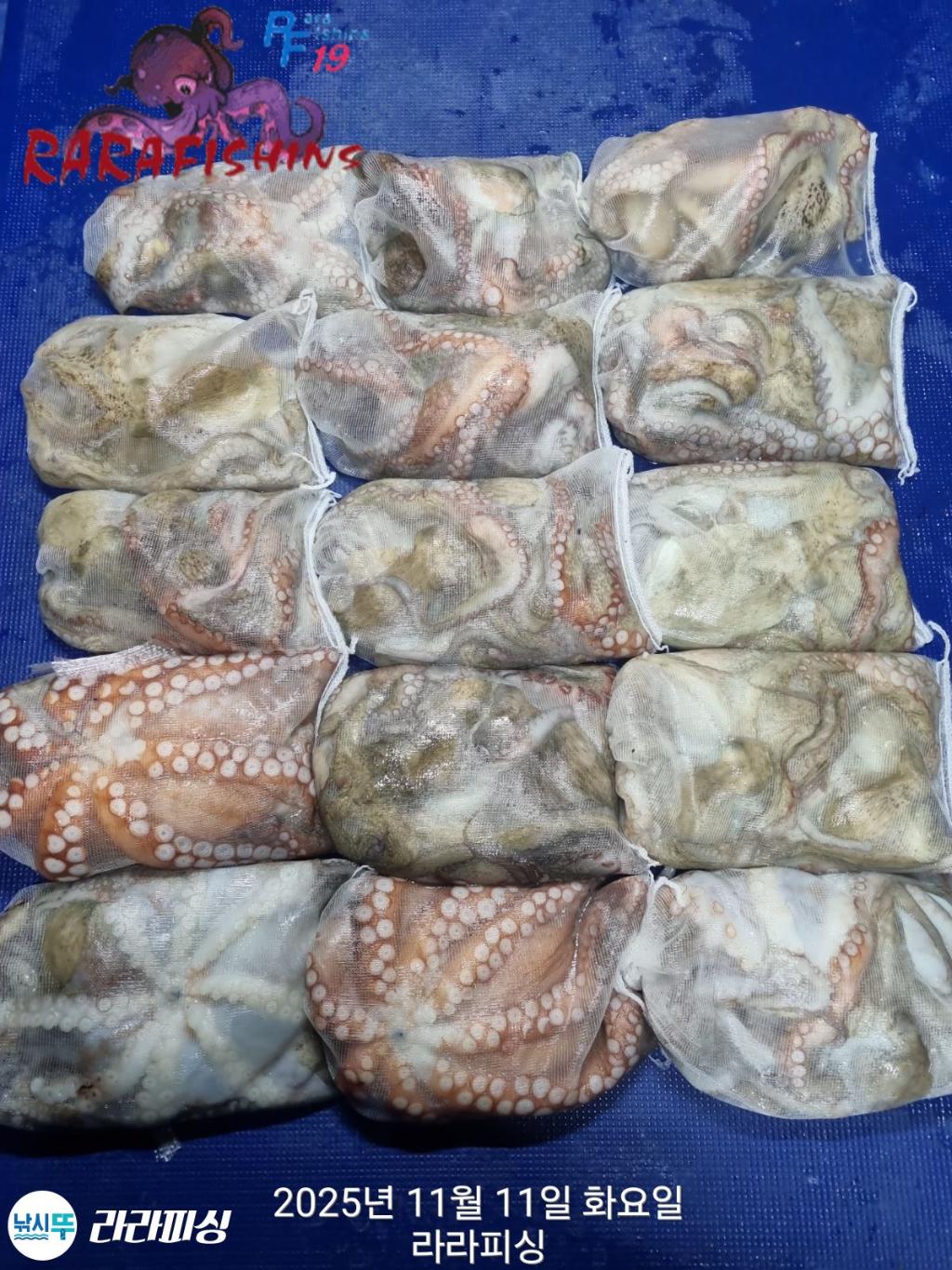 낚시뚜,돌문어,속천항(진해),라라피싱,낚시뚜21