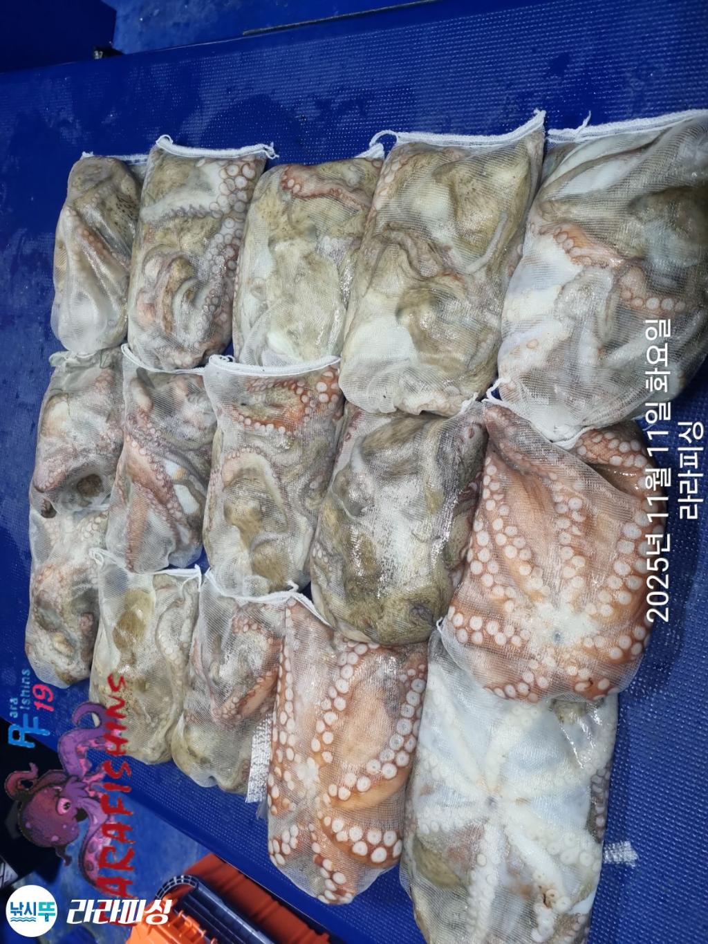 낚시뚜,돌문어,속천항(진해),라라피싱,낚시뚜18