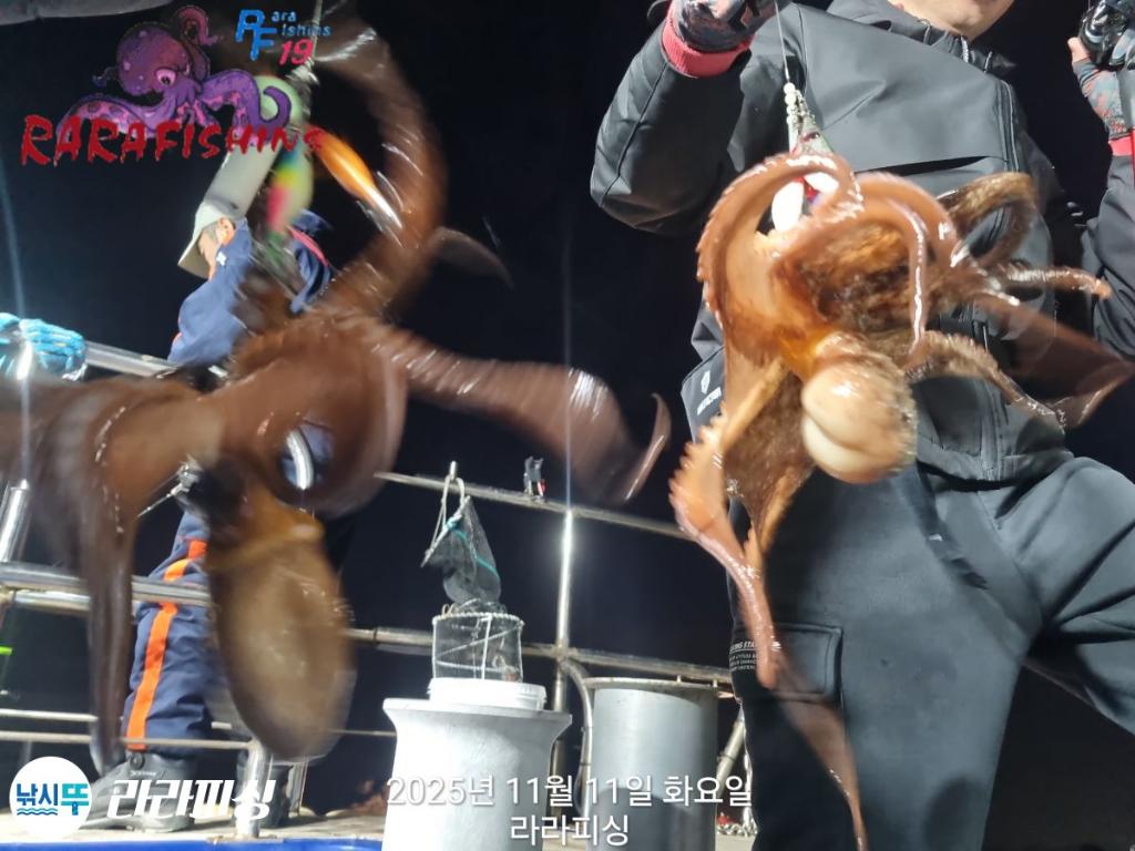 낚시뚜,돌문어,속천항(진해),라라피싱,낚시뚜7