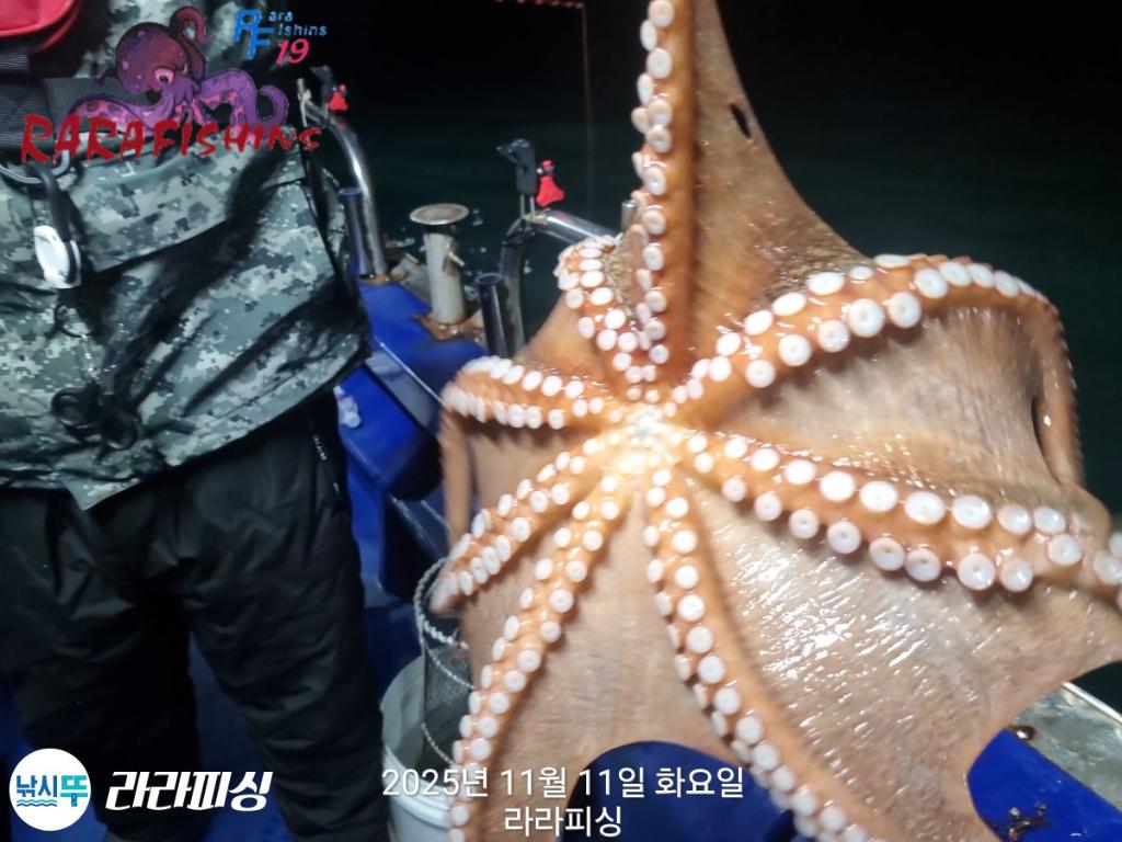 낚시뚜,돌문어,속천항(진해),라라피싱,낚시뚜2