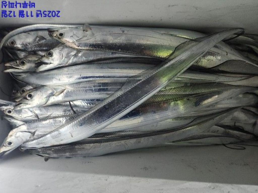 낚시뚜,갈치,속천항(진해),바루나피싱,낚시뚜14