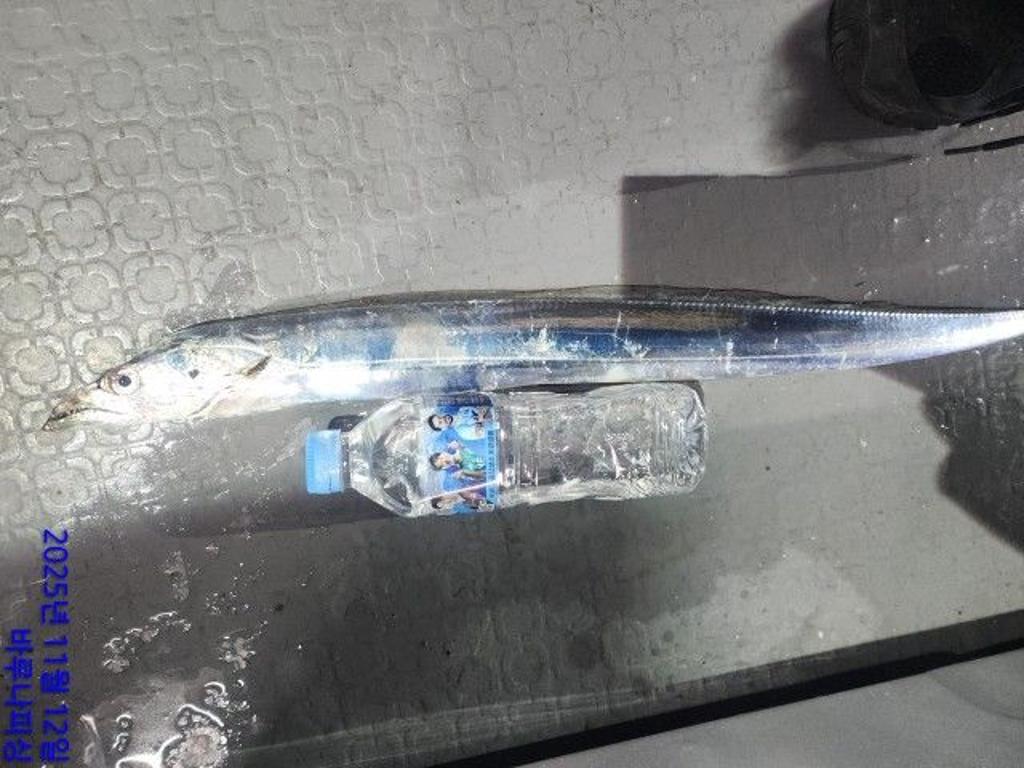 낚시뚜,갈치,속천항(진해),바루나피싱,낚시뚜10