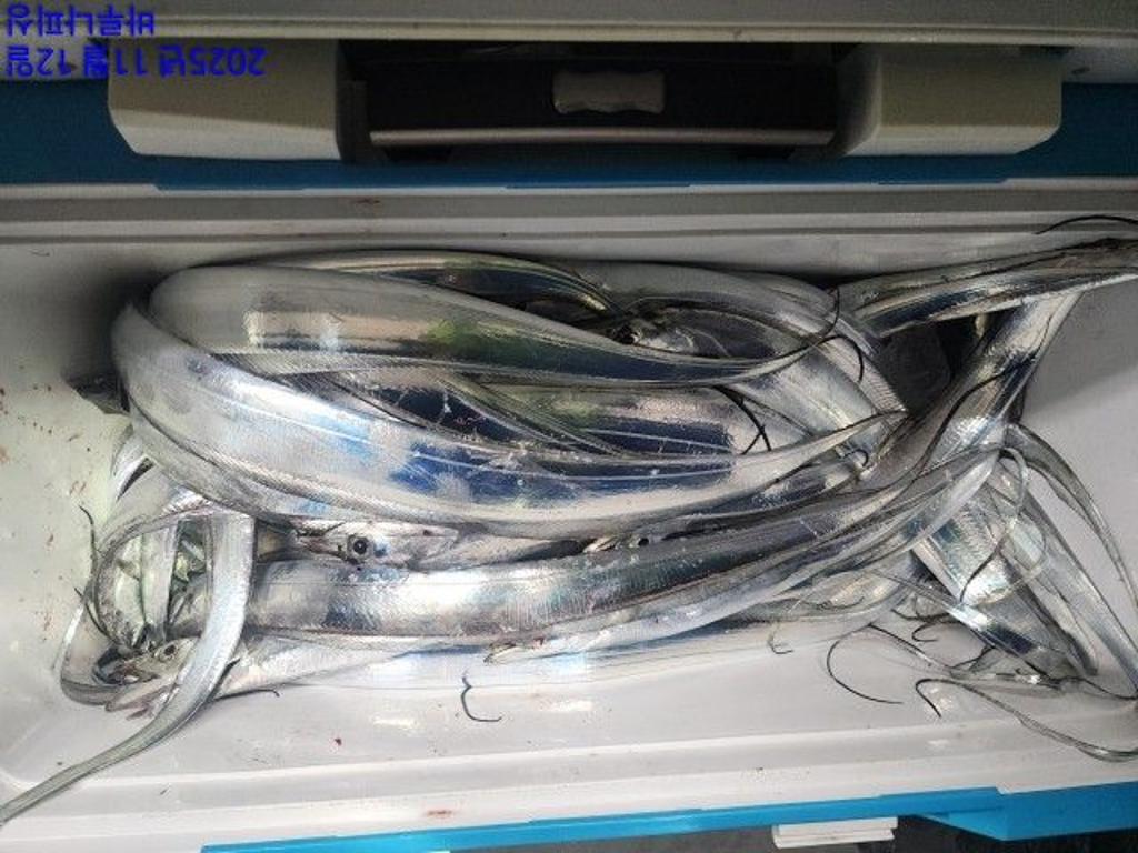 낚시뚜,갈치,속천항(진해),바루나피싱,낚시뚜7