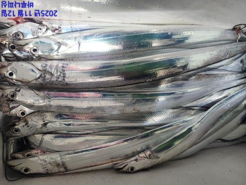 낚시뚜,갈치,속천항(진해),바루나피싱,낚시뚜6