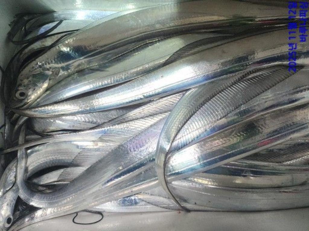 낚시뚜,갈치,속천항(진해),바루나피싱,낚시뚜4