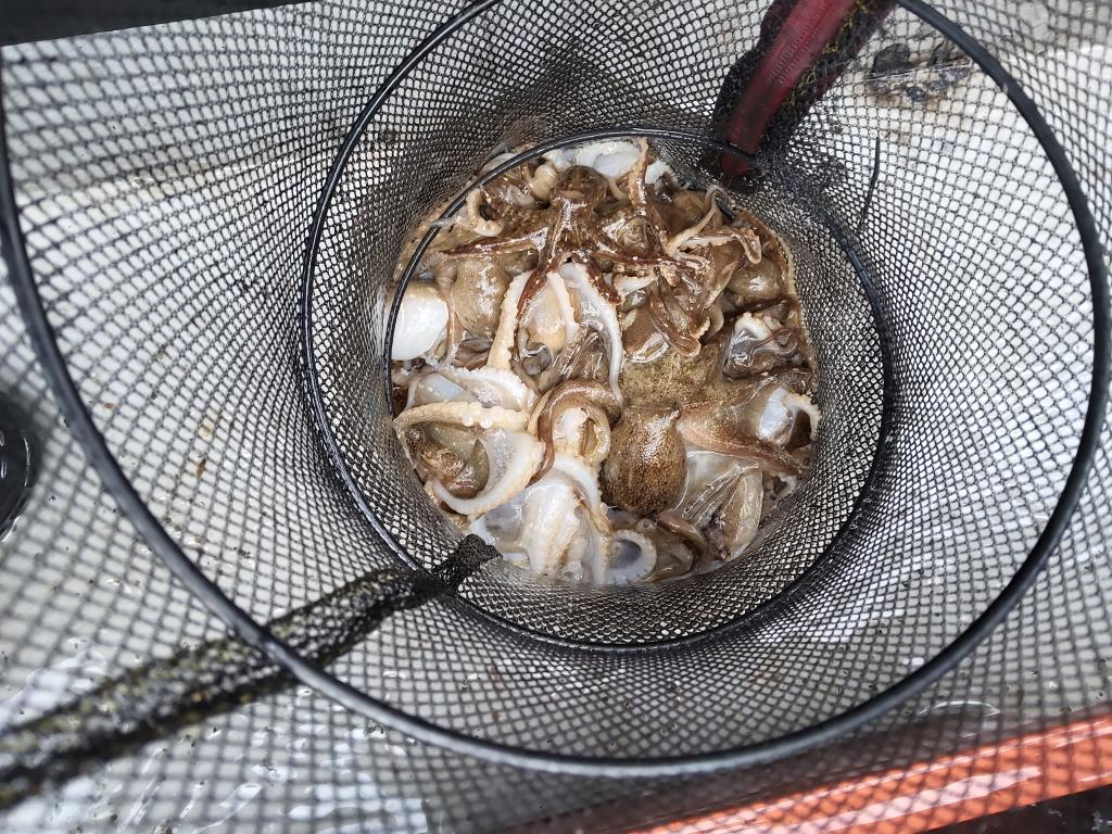 낚시뚜,쭈꾸미,오천항,푸르러호(뉴해양호),낚시뚜0